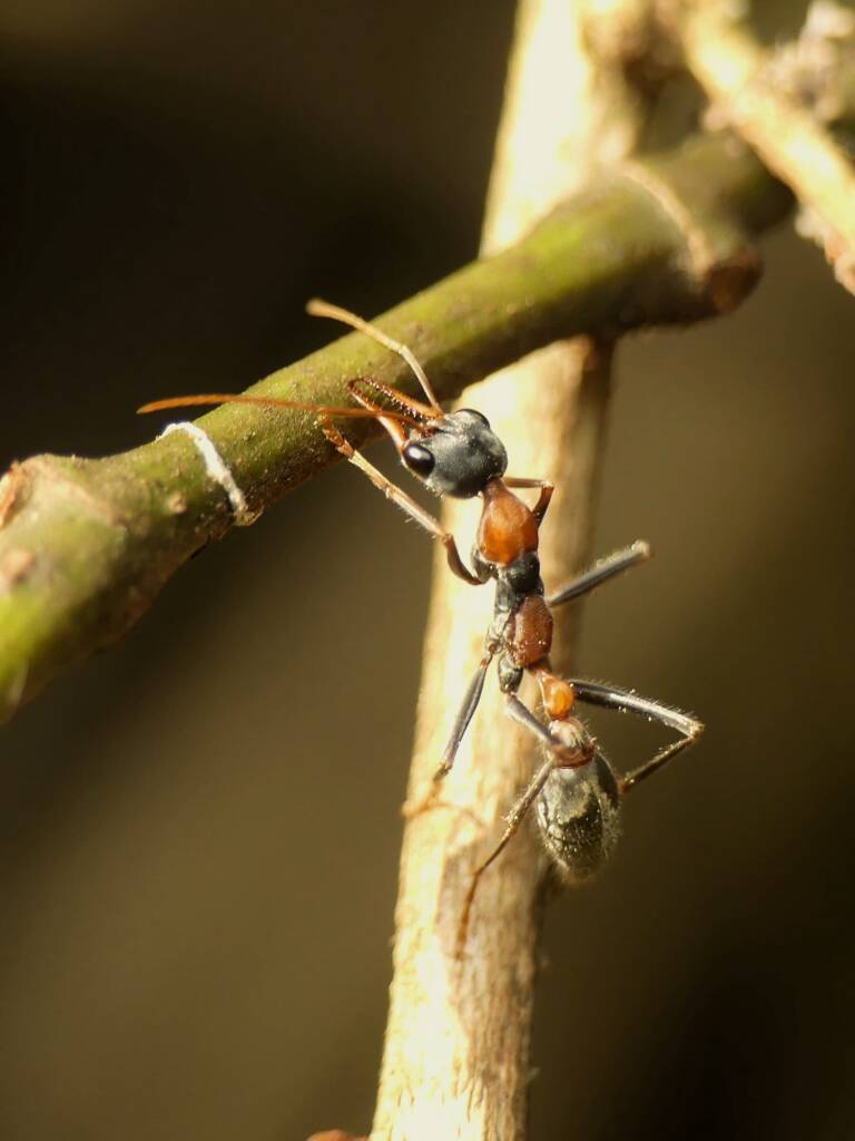 Jumping Jack Ant (Myrmecia nigrocincta), Gold Coast QLD © Stefan Jones