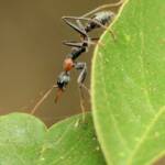 Jumping Jack Ant (Myrmecia nigrocincta), Gold Coast QLD © Stefan Jones