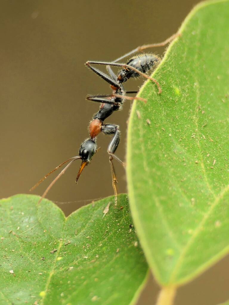 Jumping Jack Ant (Myrmecia nigrocincta), Gold Coast QLD © Stefan Jones
