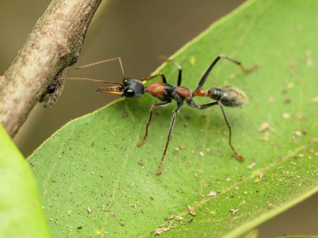 Jumping Jack Ant (Myrmecia nigrocincta), Gold Coast QLD © Stefan Jones