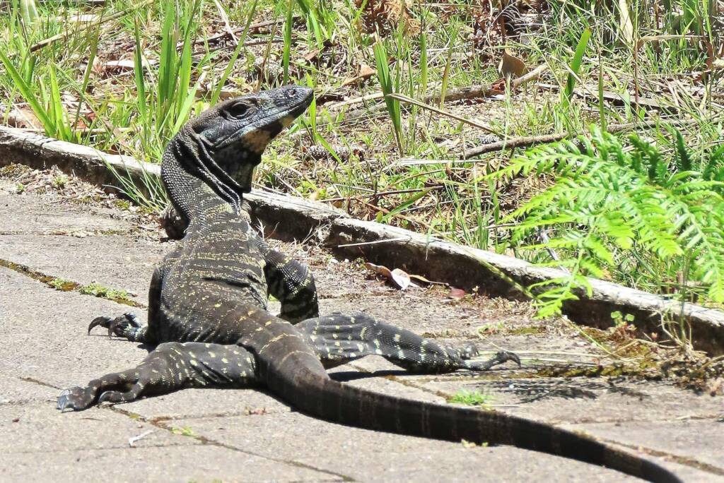 Lace Monitor (Varanus varius), Wapengo NSW © Deb Taylor