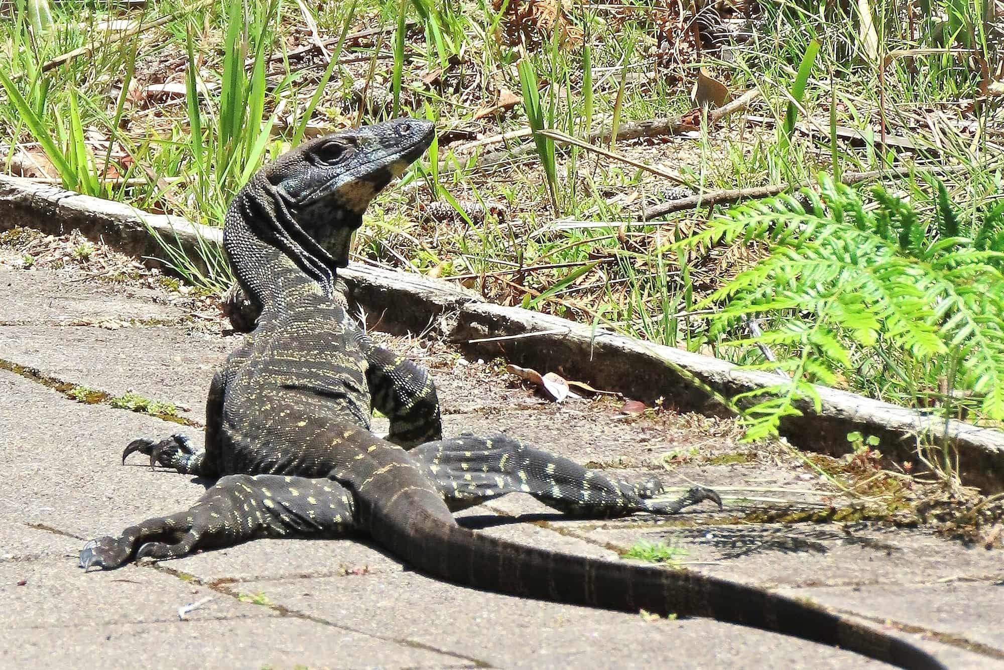 Lace Monitor (Varanus varius), Wapengo NSW © Deb Taylor