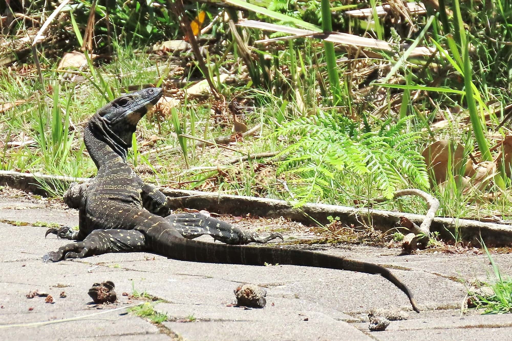 Lace Monitor (Varanus varius), Wapengo NSW © Deb Taylor