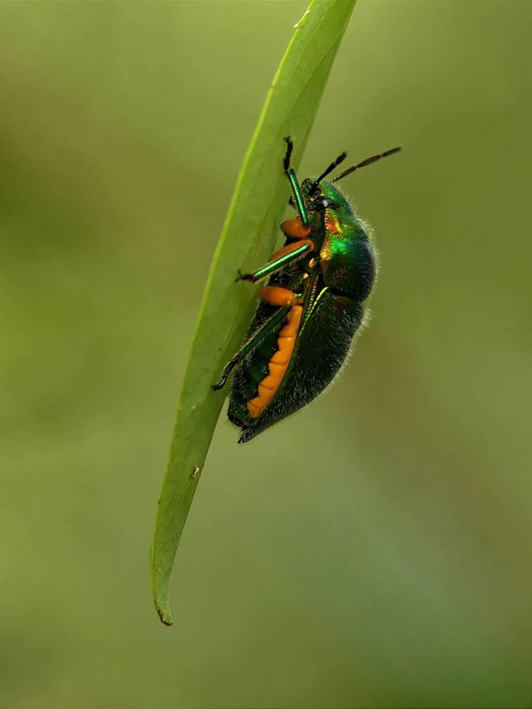 Green Jewel Bug (Lampromicra senator), Gold Coast QLD © Stefan Jones