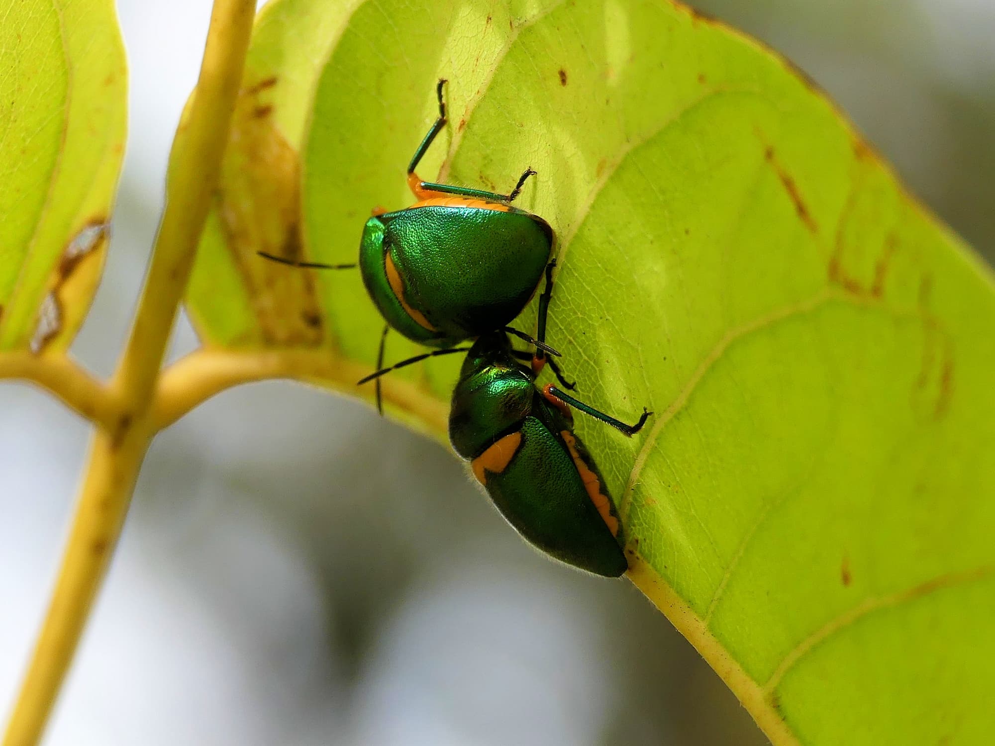 Green Jewel Bug (Lampromicra senator), Gold Coast QLD © Stefan Jones