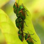 Green Jewel Bug (Lampromicra senator), Gold Coast QLD © Stefan Jones