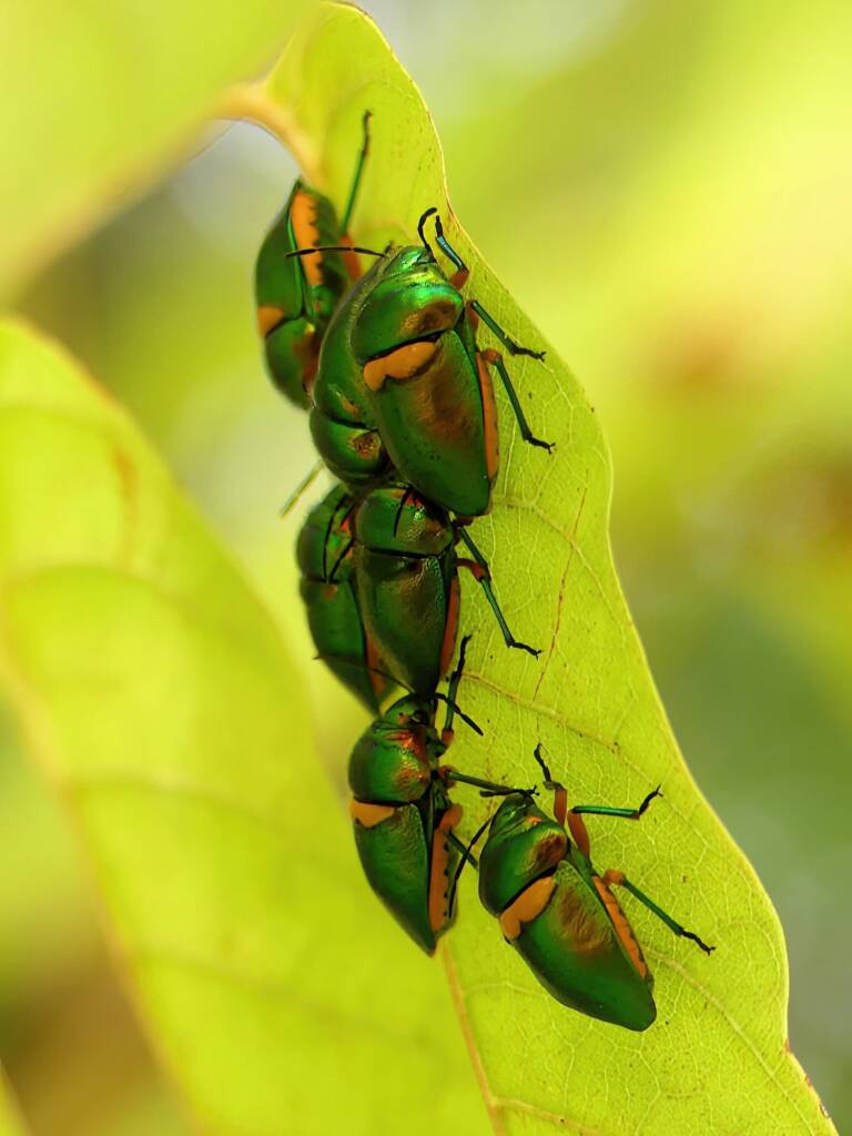 Green Jewel Bug (Lampromicra senator), Gold Coast QLD © Stefan Jones