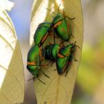 Green Jewel Bug (Lampromicra senator), Gold Coast QLD © Stefan Jones