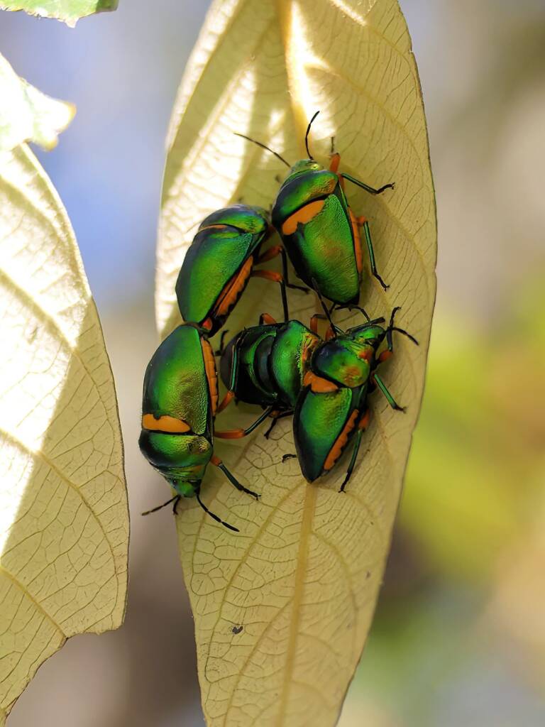 Green Jewel Bug (Lampromicra senator), Gold Coast QLD © Stefan Jones