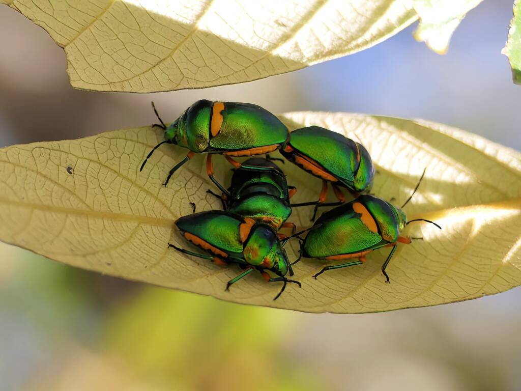 Green Jewel Bug (Lampromicra senator), Gold Coast QLD © Stefan Jones
