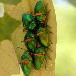 Green Jewel Bug (Lampromicra senator), Gold Coast QLD © Stefan Jones
