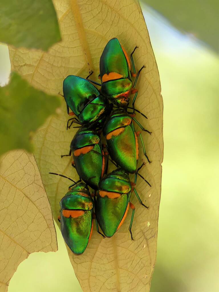 Green Jewel Bug (Lampromicra senator), Gold Coast QLD © Stefan Jones
