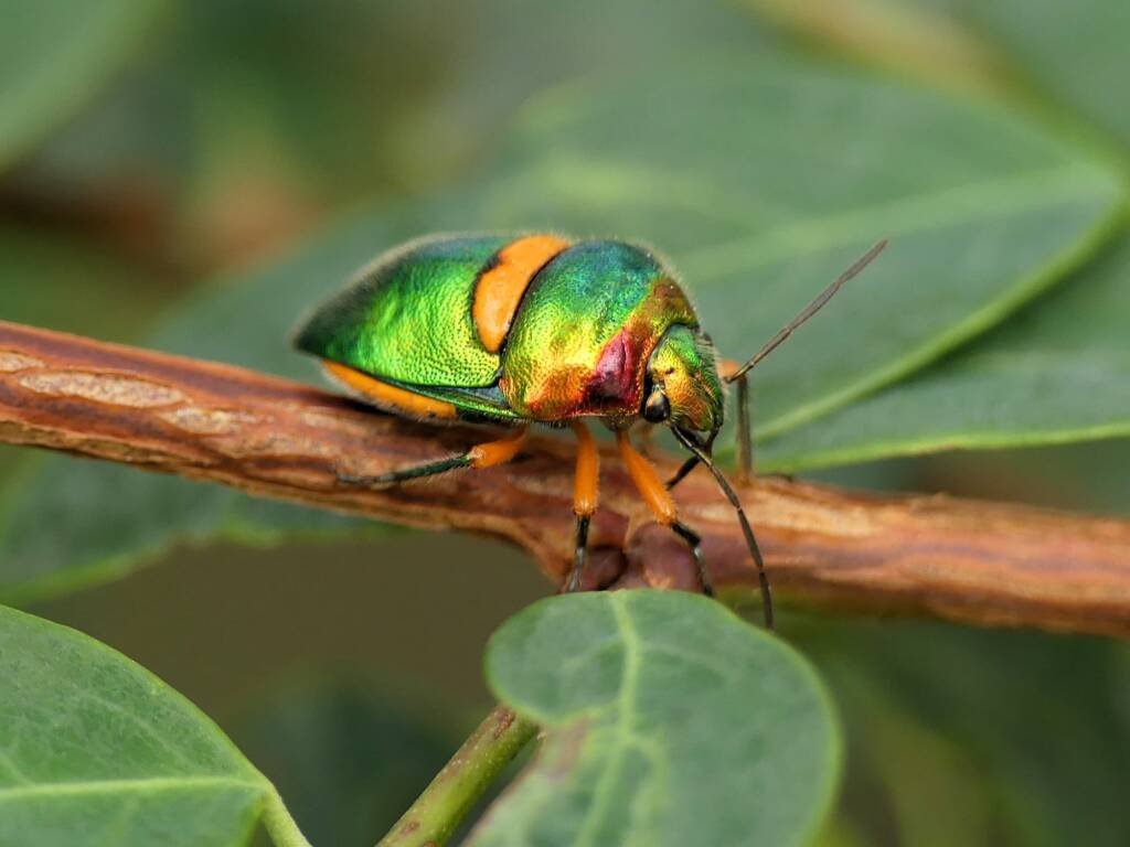 Green Jewel Bug (Lampromicra senator), Gold Coast QLD © Stefan Jones