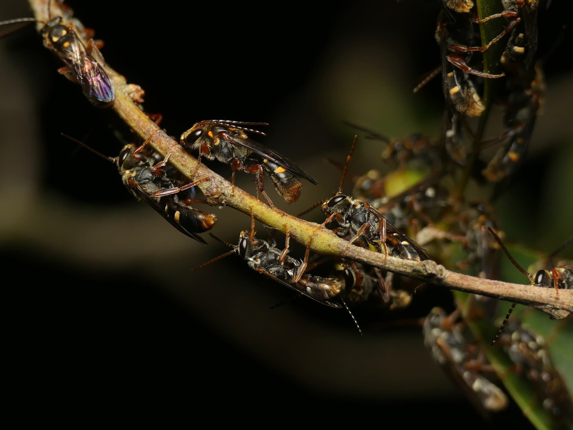 Lasioglossum peraustrale, Gold Coast QLD © Stefan Jones