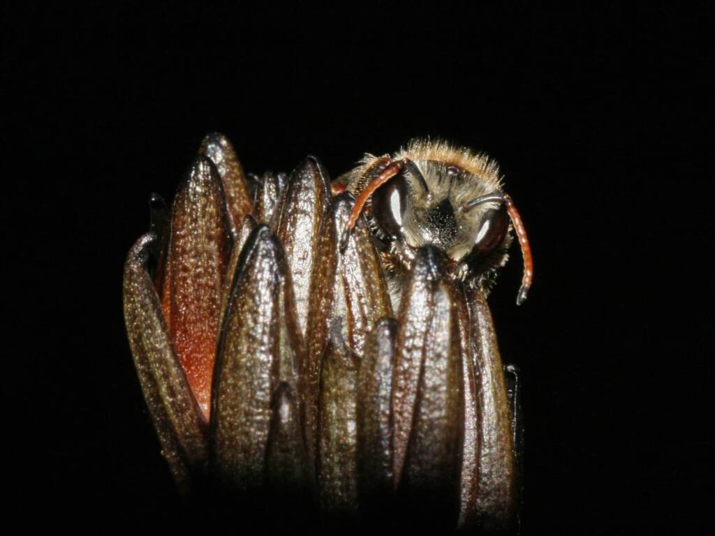 Leioproctus (Ceratocolletes) xanthosus on Haemodorum planifolium (Blood Root Lily), Ballandean QLD © Marc Newman