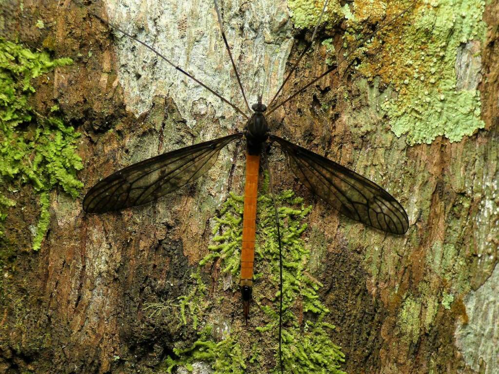 Crane Fly (Leptotarsus sp), Gold Coast QLD © Stefan Jones