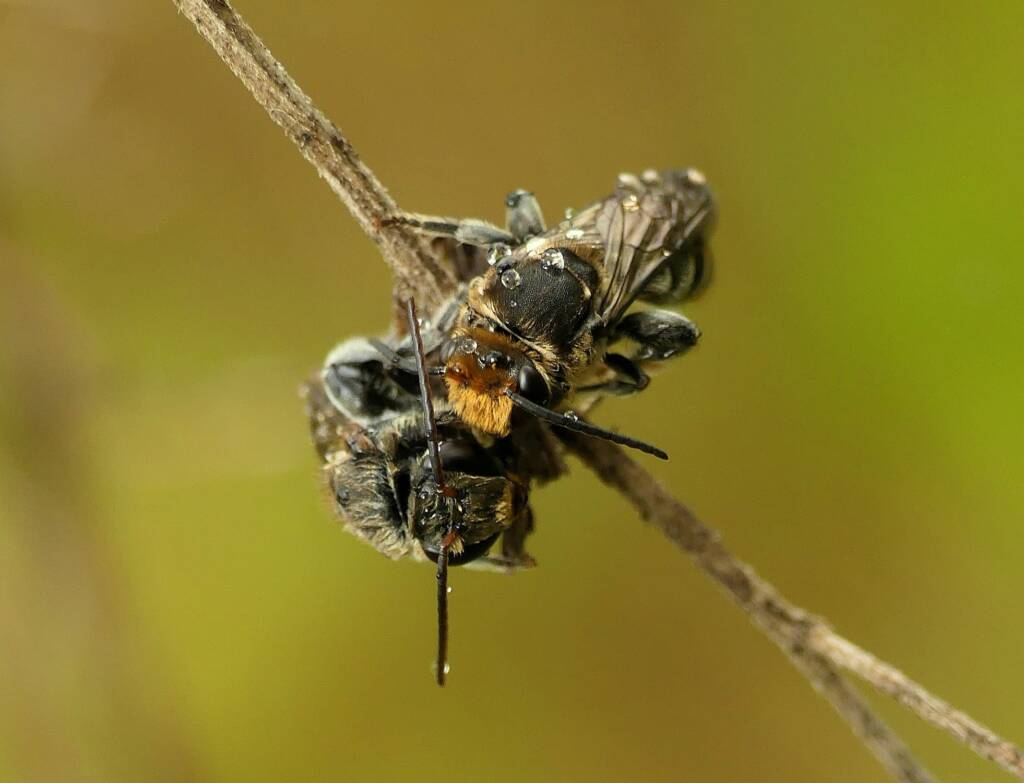 Lipotriches australica (Nomia australica), Gold Coast QLD © Stefan Jones
