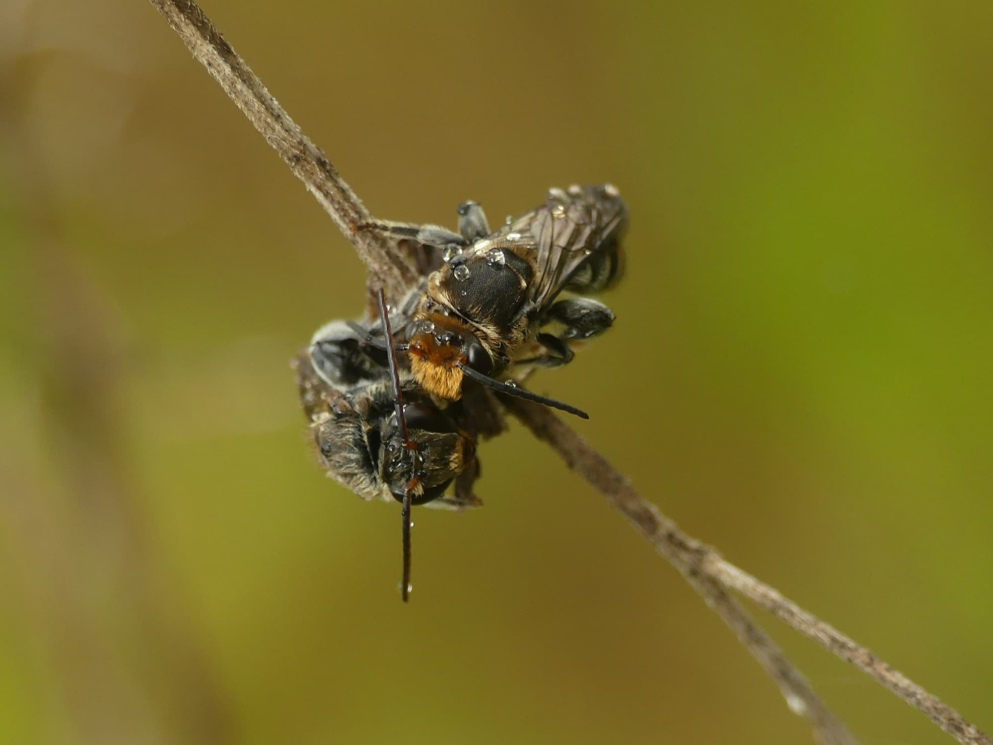 Lipotriches australica (Nomia australica), Gold Coast QLD © Stefan Jones