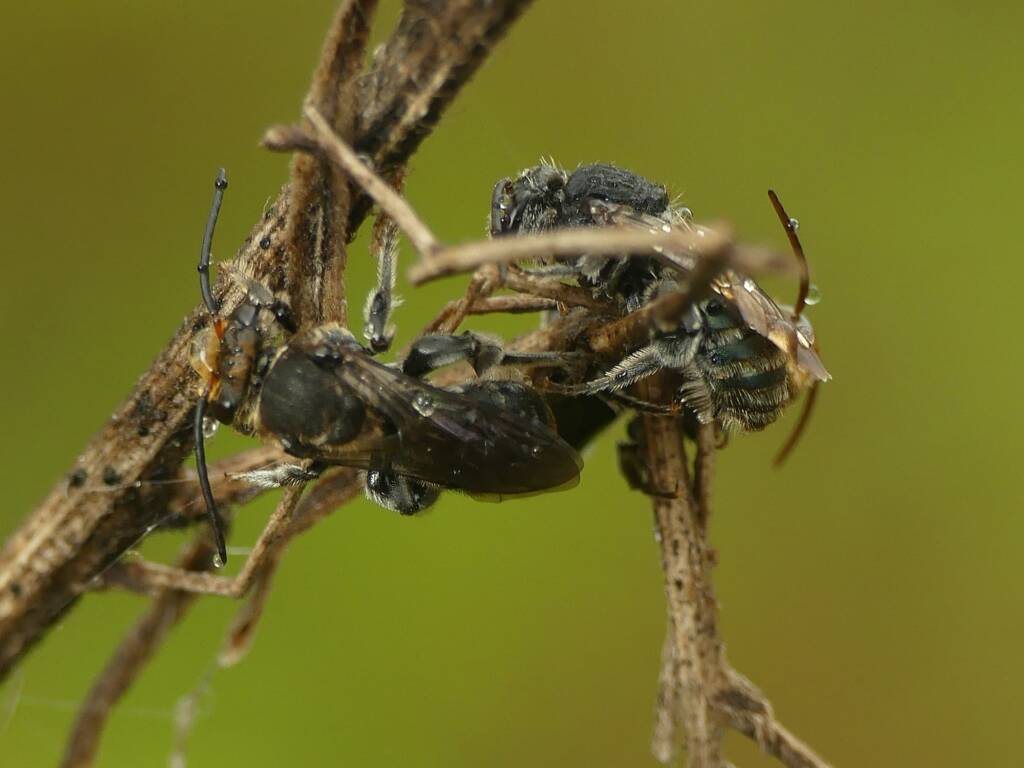 Lipotriches australica (Nomia australica), Gold Coast QLD © Stefan Jones