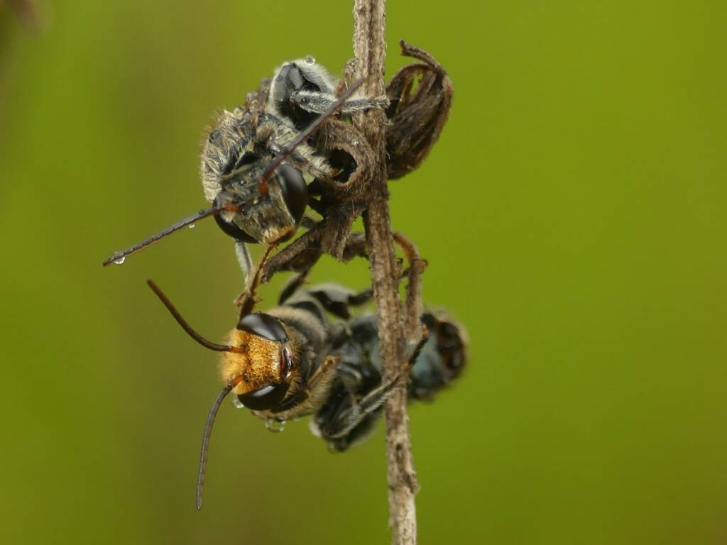 Lipotriches australica (Nomia australica), Gold Coast QLD © Stefan Jones
