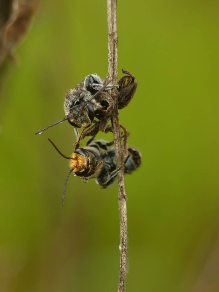 Lipotriches australica (Nomia australica), Gold Coast QLD © Stefan Jones