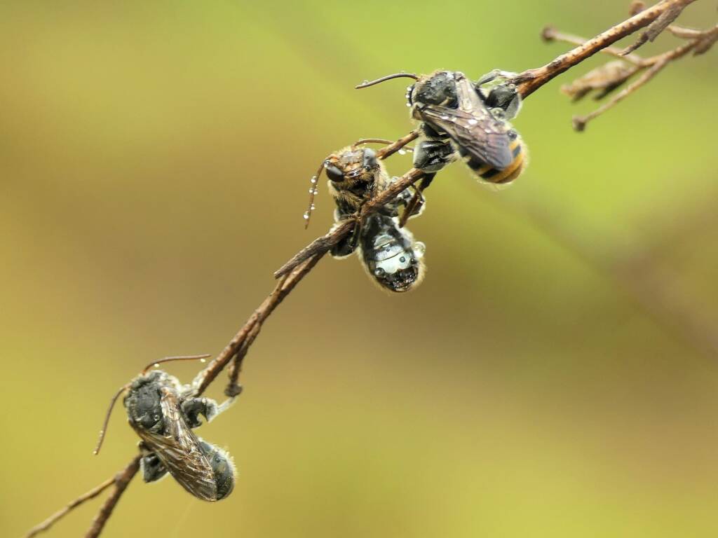 Lipotriches australica (Nomia australica), Gold Coast QLD © Stefan Jones