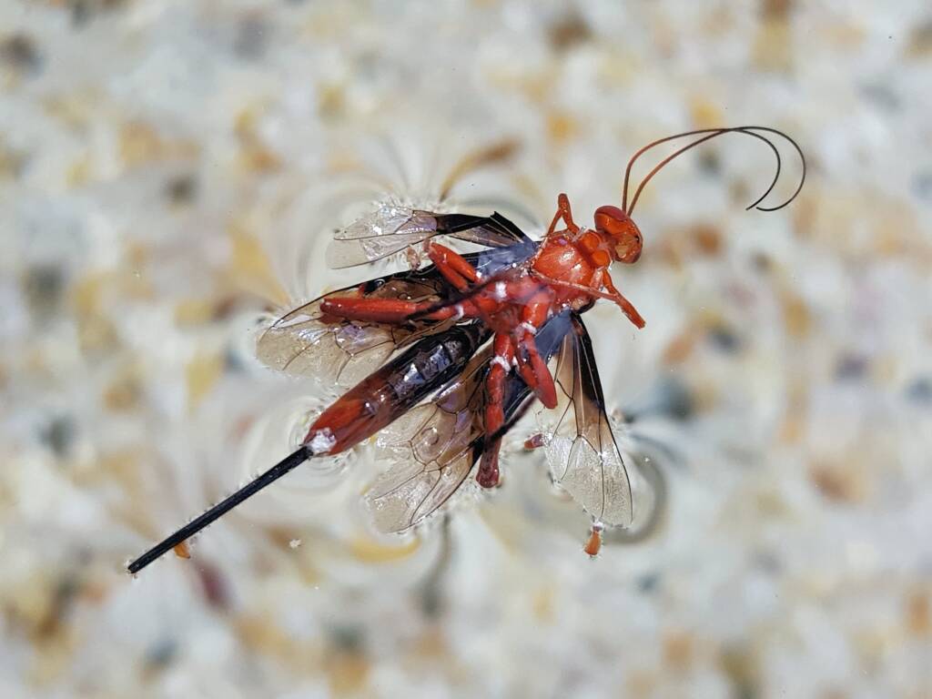 Orchid Dupe Wasp (Lissopimpla excelsa), Alice Springs NT