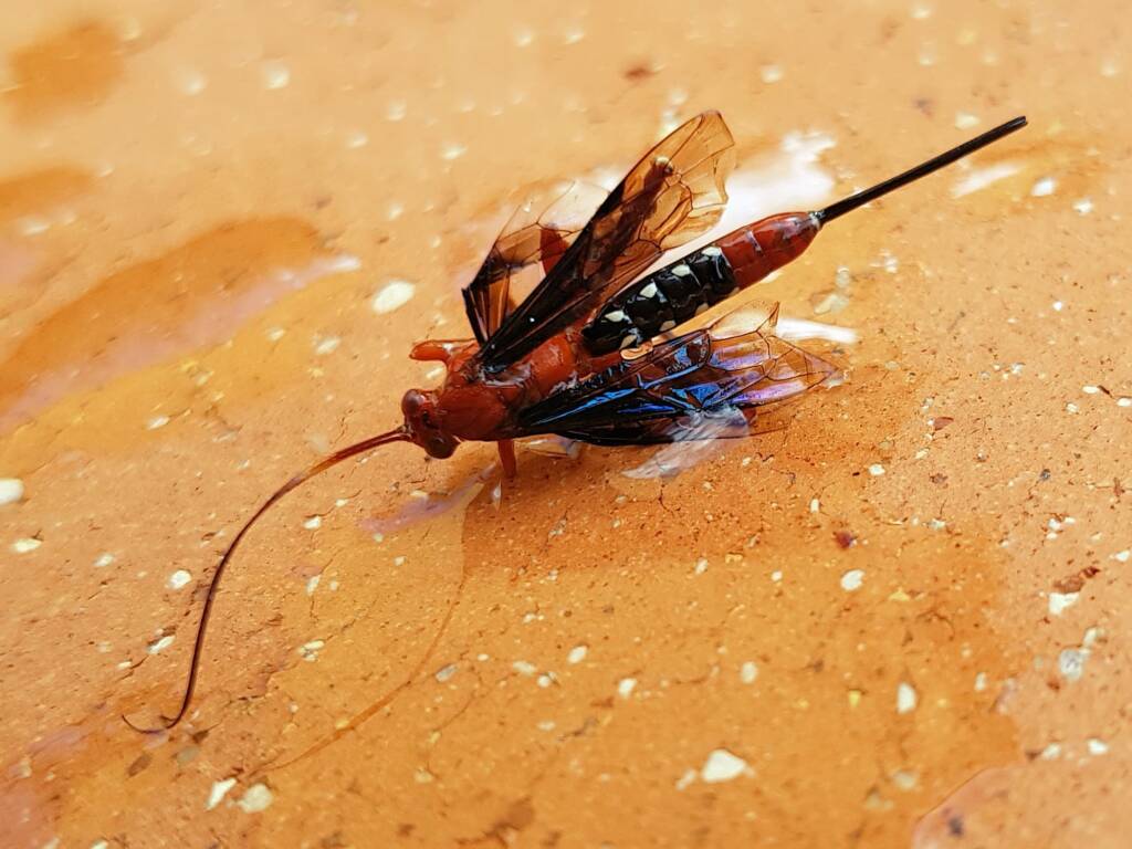 Orchid Dupe Wasp (Lissopimpla excelsa), Alice Springs NT