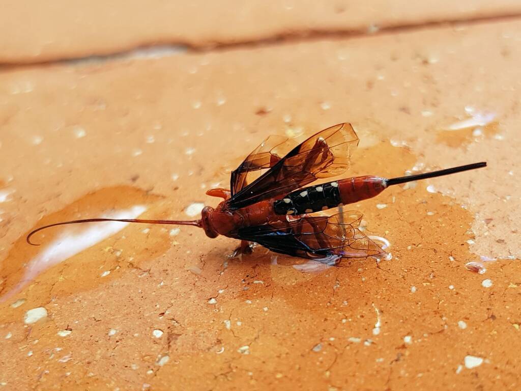 Orchid Dupe Wasp (Lissopimpla excelsa), Alice Springs NT