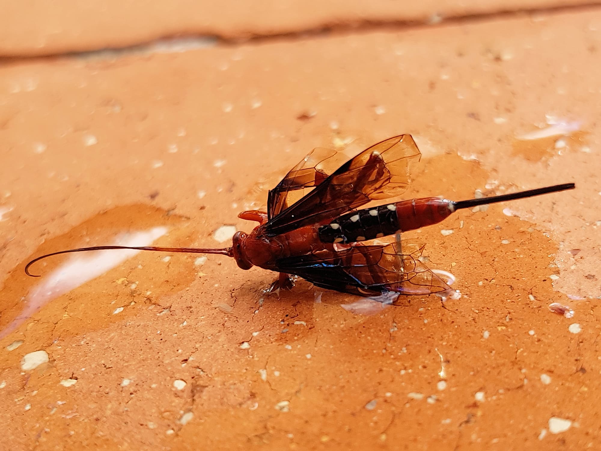 Orchid Dupe Wasp (Lissopimpla excelsa), Alice Springs NT