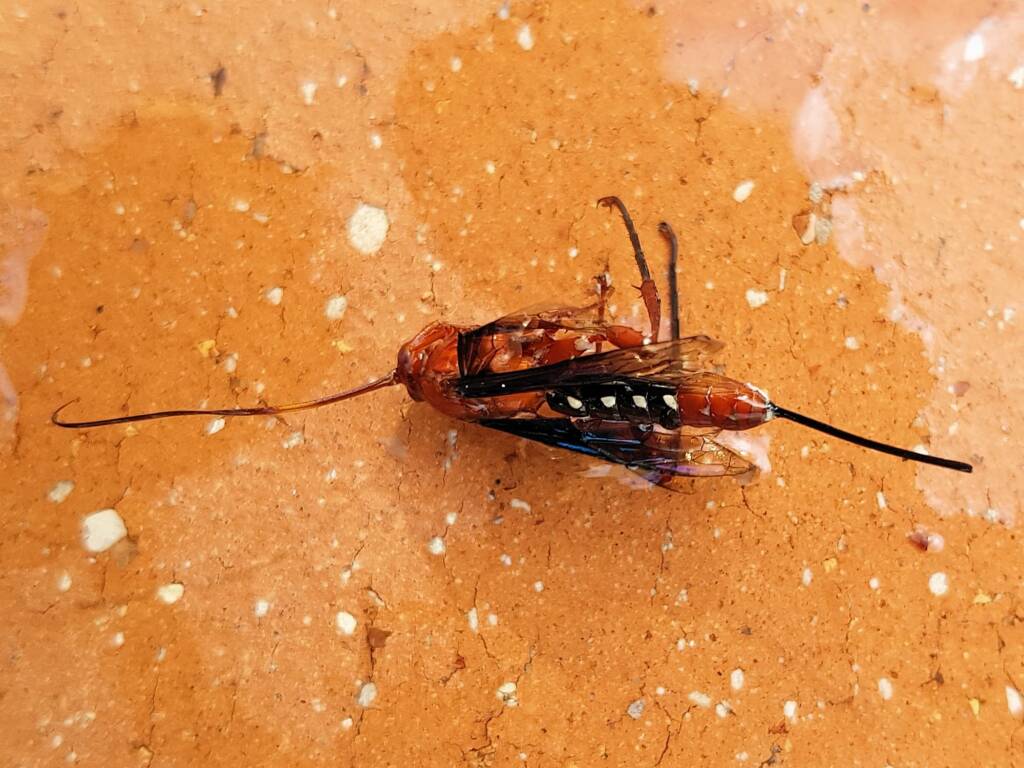 Orchid Dupe Wasp (Lissopimpla excelsa), Alice Springs NT