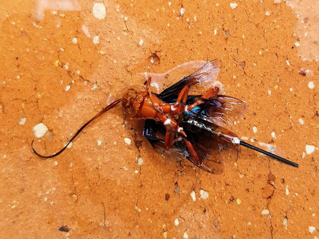 Orchid Dupe Wasp (Lissopimpla excelsa), Alice Springs NT