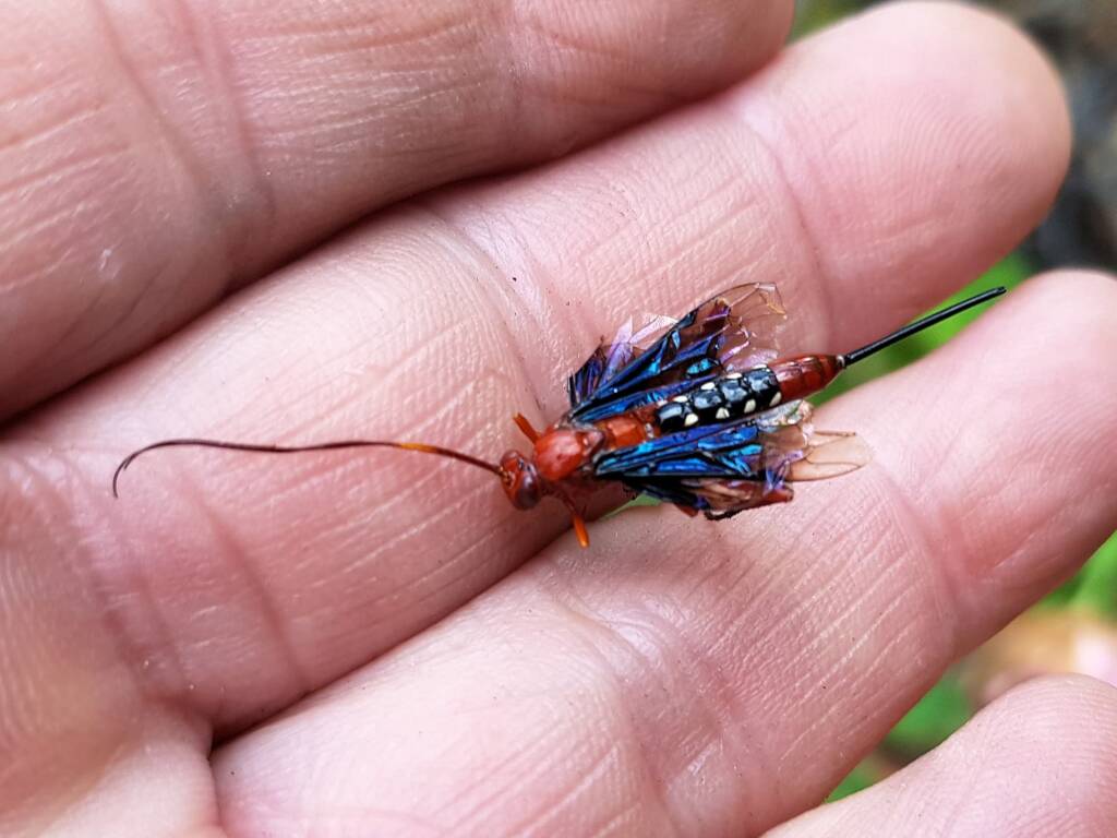 Orchid Dupe Wasp (Lissopimpla excelsa), Alice Springs NT