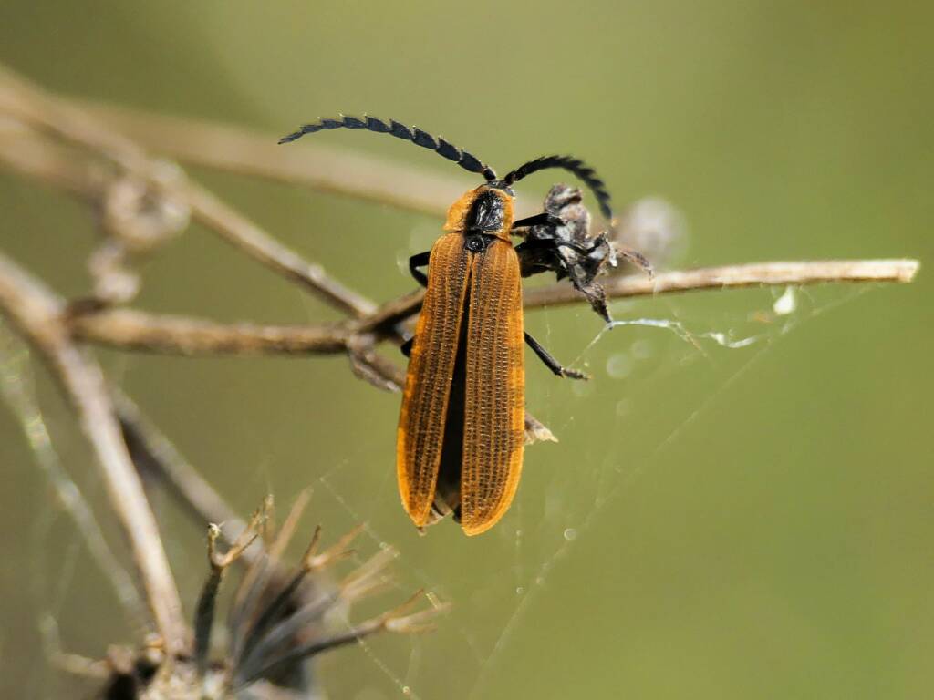 Porrostoma laterale (Lycid Beetle), Gold Coast QLD © Stefan Jones