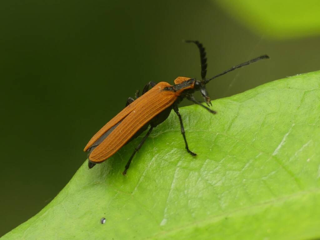 Porrostoma laterale (Lycid Beetle), Gold Coast QLD © Stefan Jones