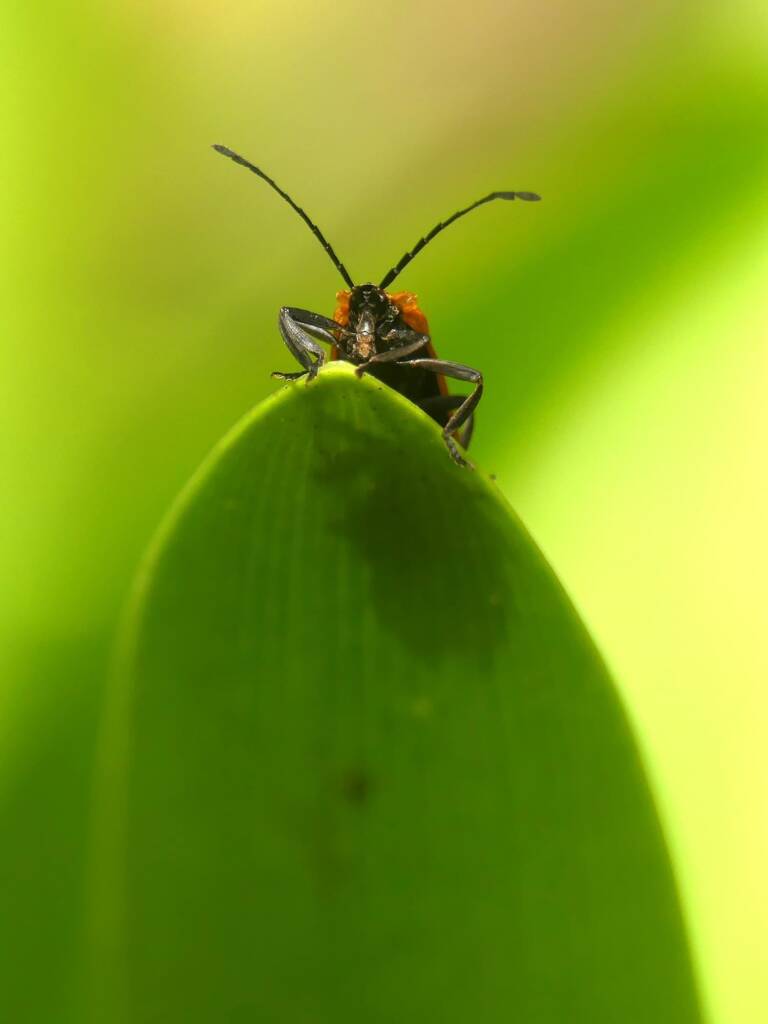 Porrostoma laterale (Lycid Beetle), Gold Coast QLD © Stefan Jones