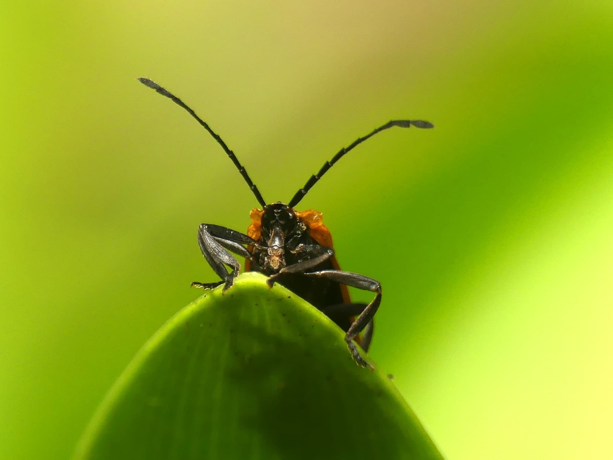 Porrostoma laterale (Lycid Beetle), Gold Coast QLD © Stefan Jones