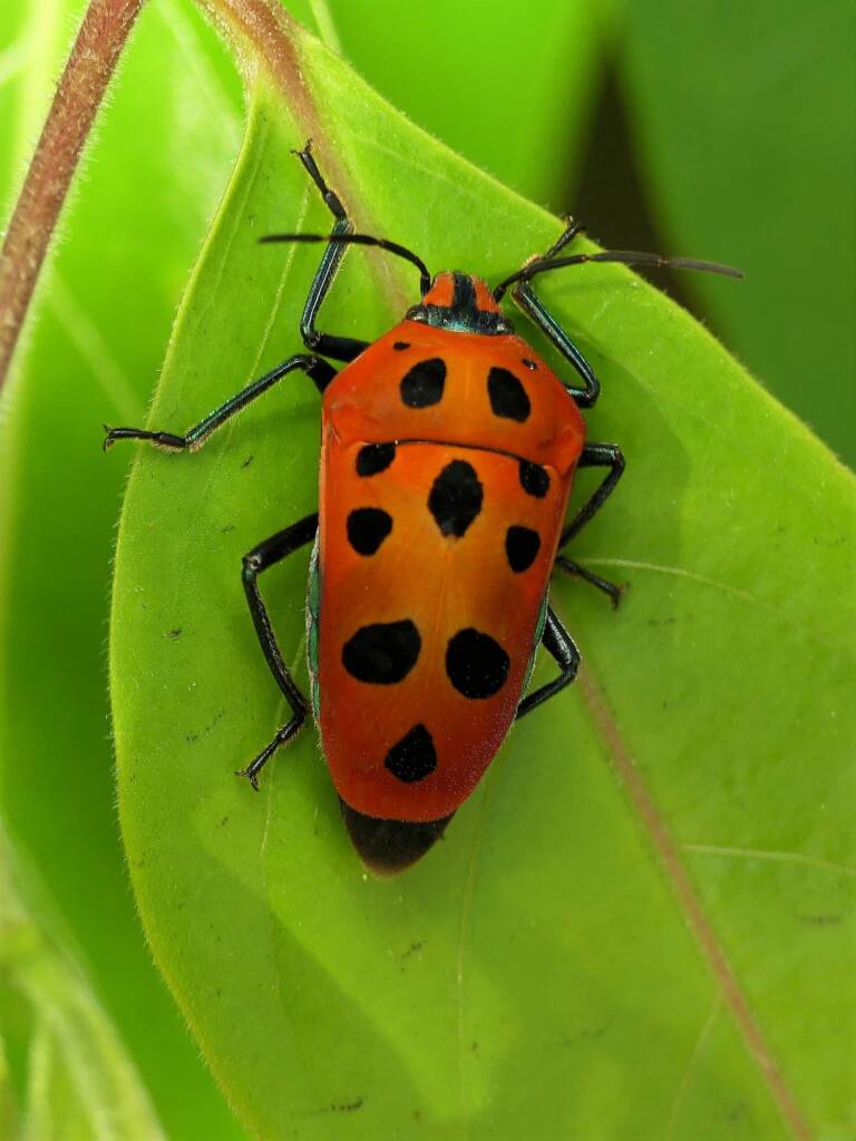 Mallotus Harlequin Bug (Cantao parentum), Gold Coast QLD © Stefan Jones