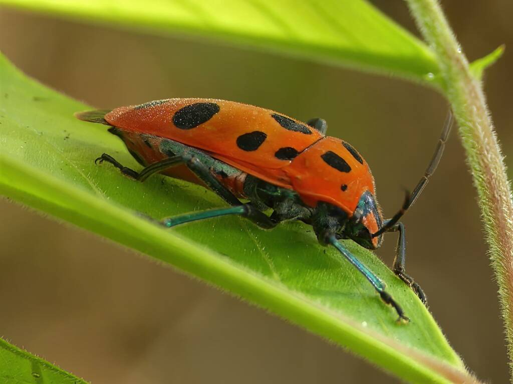 Mallotus Harlequin Bug (Cantao parentum), Gold Coast QLD © Stefan Jones