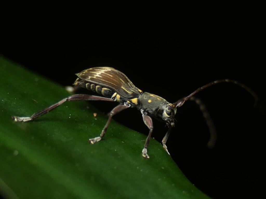 Mesolita lineolata, Gold Coast QLD © Stefan Jones