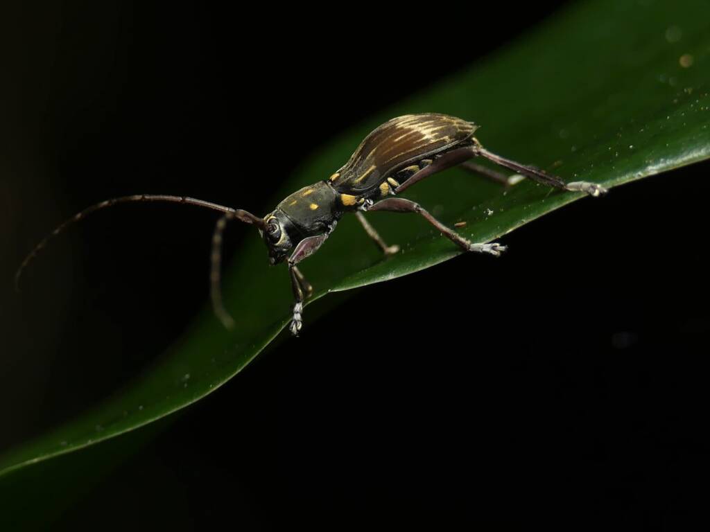Mesolita lineolata, Gold Coast QLD © Stefan Jones