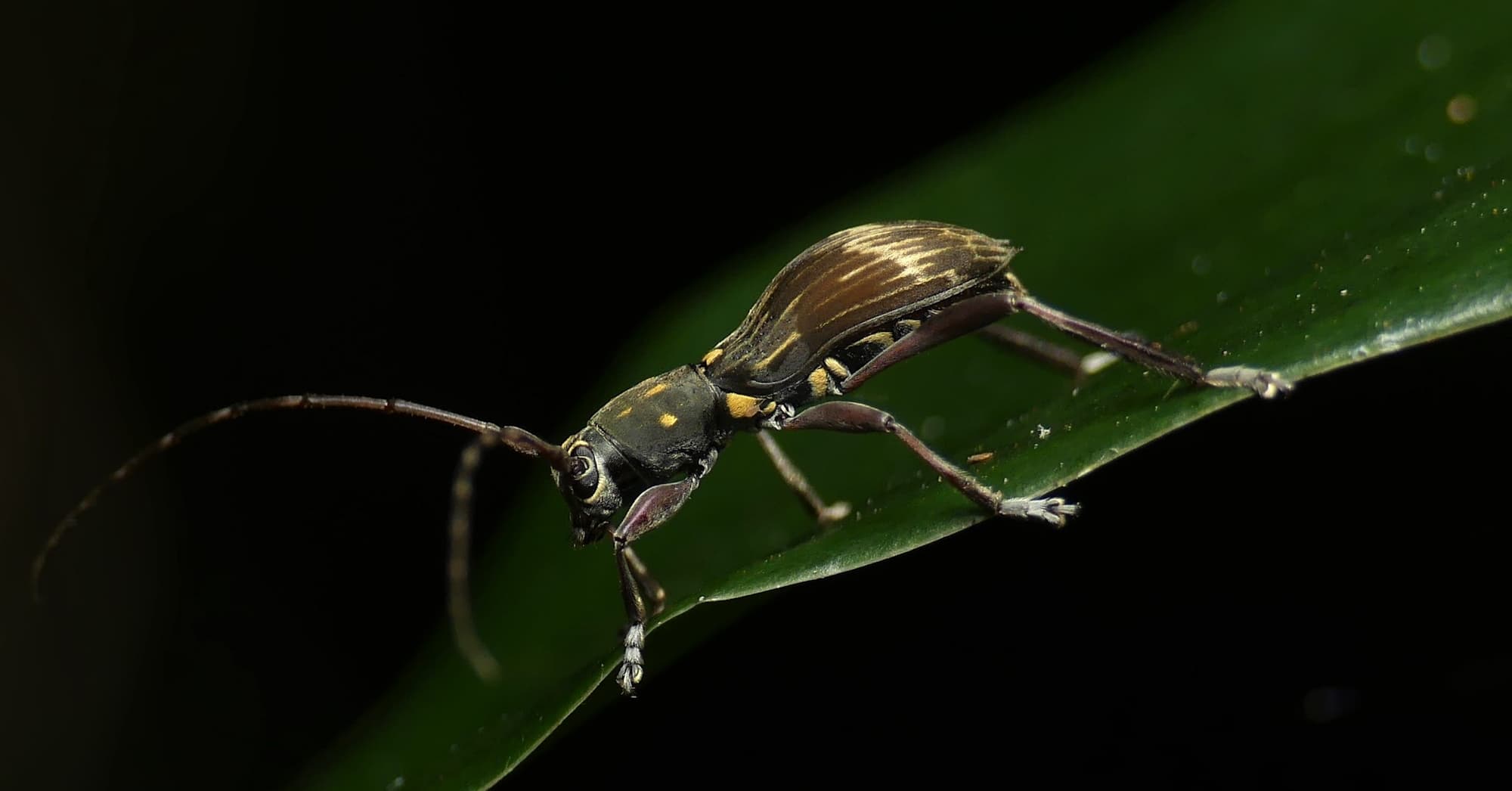 Mesolita lineolata, Gold Coast QLD © Stefan Jones