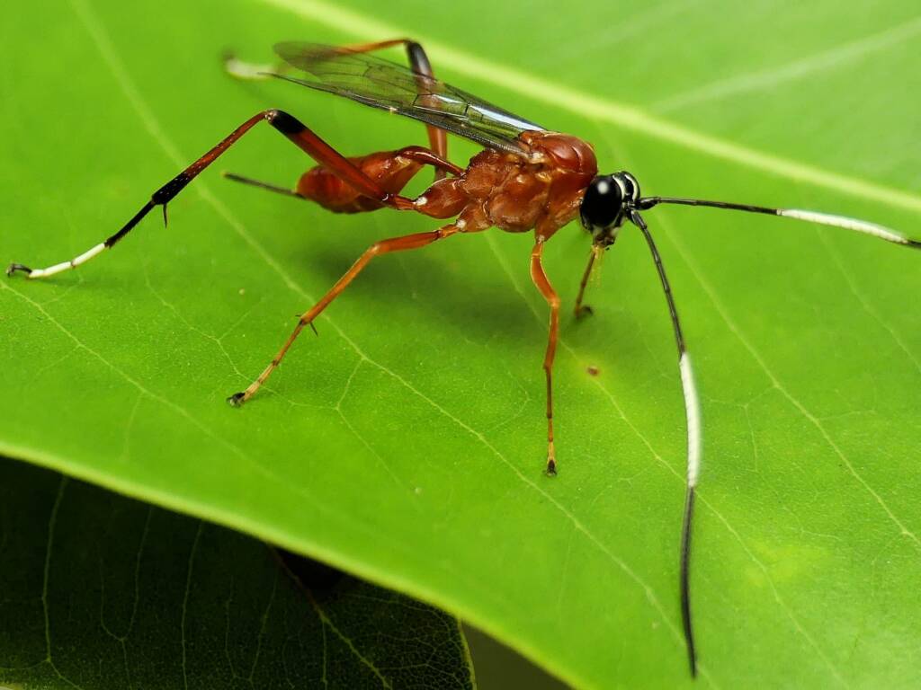 Ichneumon Wasp (Mesostenus thoracicus), Gold Coast QLD © Stefan Jones