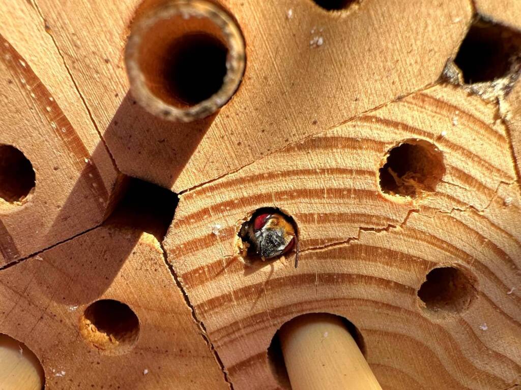 My new bee hotel has a TENANT! © Annette Fraser-Dunn