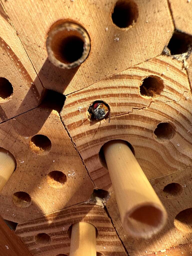 My new bee hotel has a TENANT! © Annette Fraser-Dunn