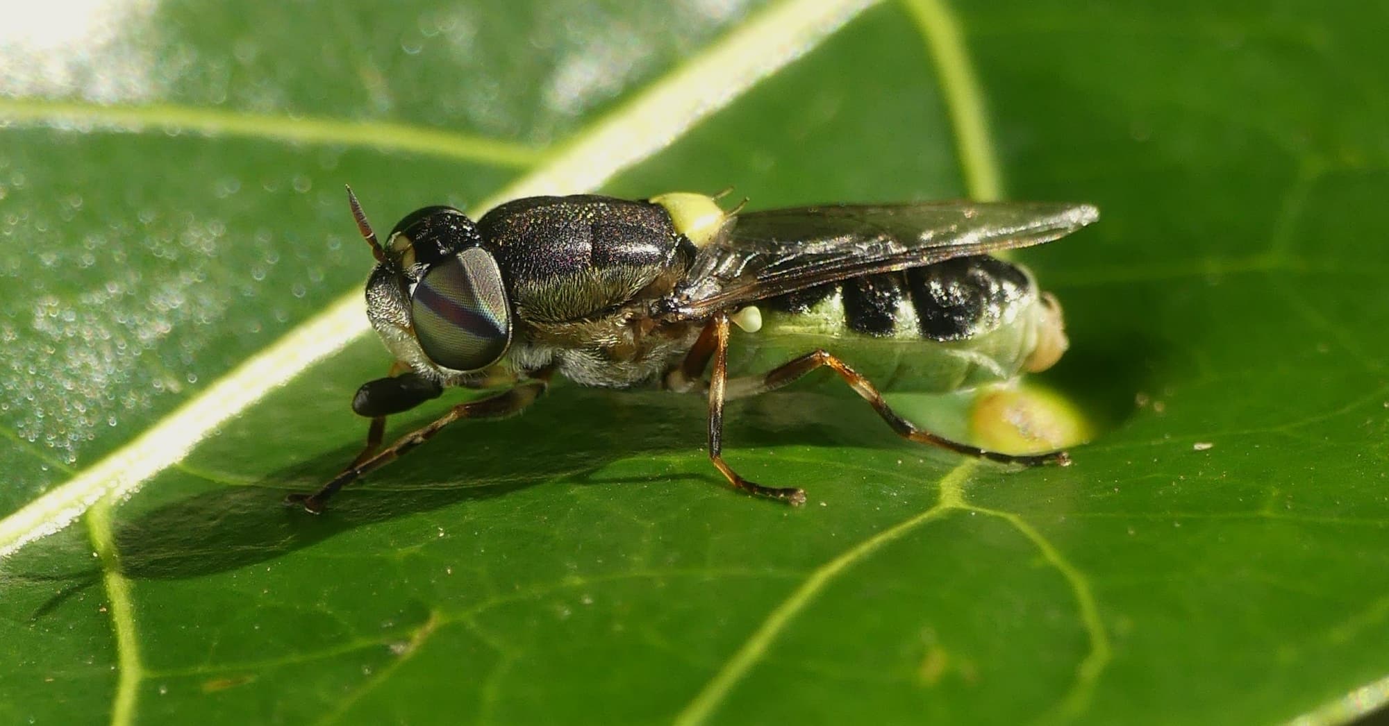 Solider Fly (Odontomyia hunteri), Gold Coast QLD © Stefan Jones
