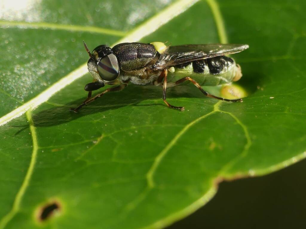Solider Fly (Odontomyia hunteri), Gold Coast QLD © Stefan Jones