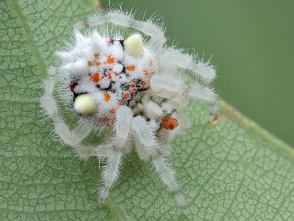 Juvenile Magnificent Spider (Ordgarius magnificus), Woy Woy Bay NSW © Michael Doe
