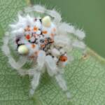 Juvenile Magnificent Spider (Ordgarius magnificus), Woy Woy Bay NSW © Michael Doe