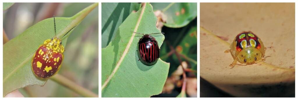 P. maculata, P. nigerrima, P. nobilitata (NATURA Issue 11) © Deb Taylor
